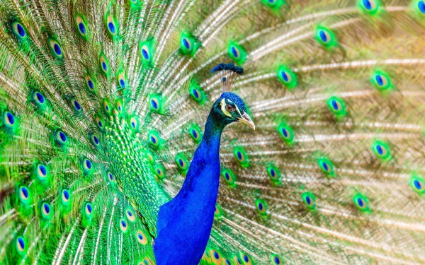 What are the benefits of Peacock feathers ?