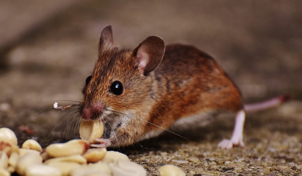 What happens if someone eat rat killing medicine by mistake ?