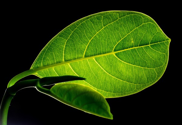 Which are the parts of leaf ?