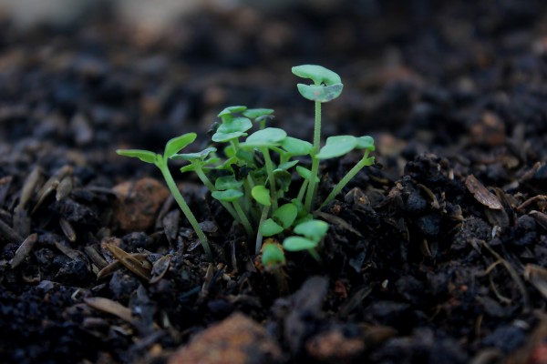 Which are the top most dangerous plant poison found in villages ?