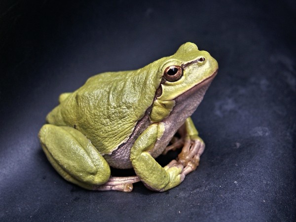 How a tadpole transforms into a frog ?