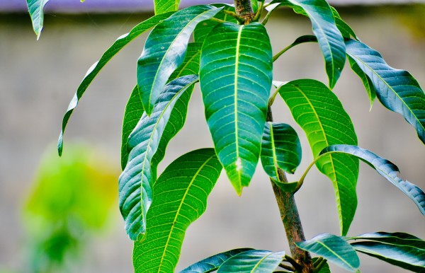 How to grow Mango trees from Mango leaves ?