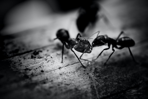 How to kill ants without using harmful chemicals ?