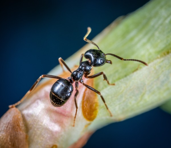 How do ants reproduce ? Which are stages of their lifecycle ?